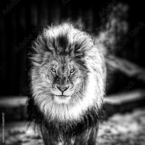 Obraz Fotograficzny Portrait of a Beautiful lion