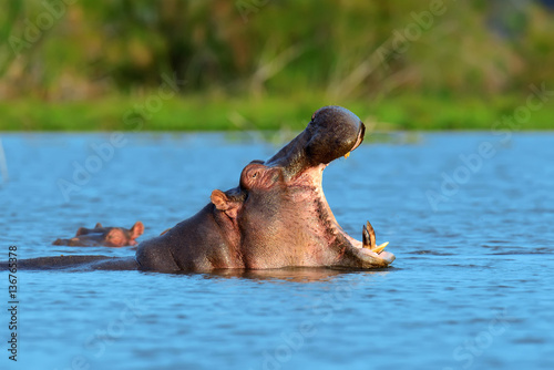 Obraz na płótnie Hippo family (Hippopotamus amphibius)