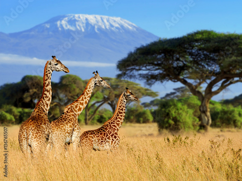 Obraz na płótnie Three giraffe on Kilimanjaro mount background