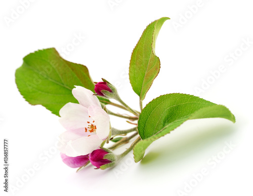 Apple flowers with leaves.
