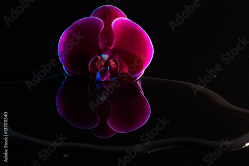 Fototapeta Rote Orchideen mit Wasserspiegelung