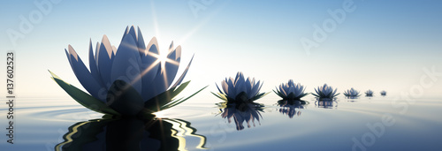 Fototapeta Lotusblüten im Sonnenuntergang 2