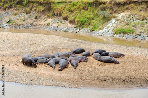 Obraz Fotograficzny Hippo family (Hippopotamus amphibius)