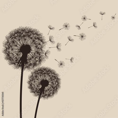 Obraz na płótnie Nature background with flowers dandelions