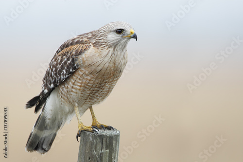 Poster Red-shouldered Hawk (Buteo lineatus) standing on fence post, Florida, USA