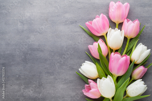 Tulip on the gray background. Spring greeting card.
