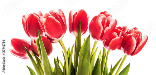 Red tulips isolated