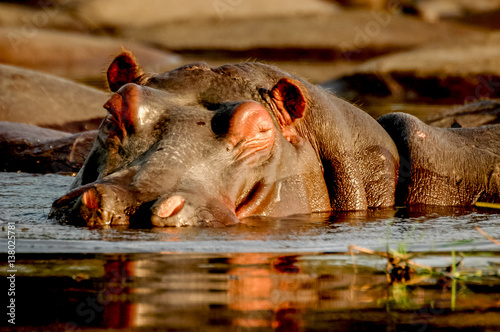 Obraz na płótnie eyes hippopotamus 