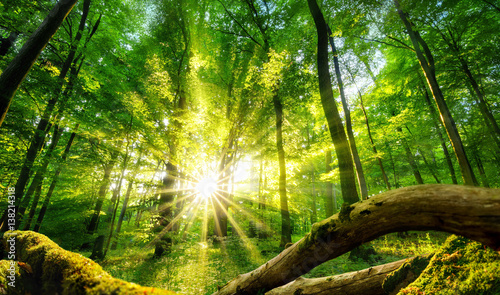 le-soleil-enchante-la-foret-verte