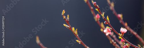  Flowering fruit tree branches with pink flowers in sunlight against dark background