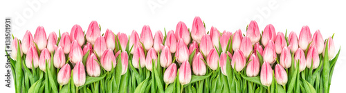 Fresh spring tulip flowers banner Floral border Bouquet