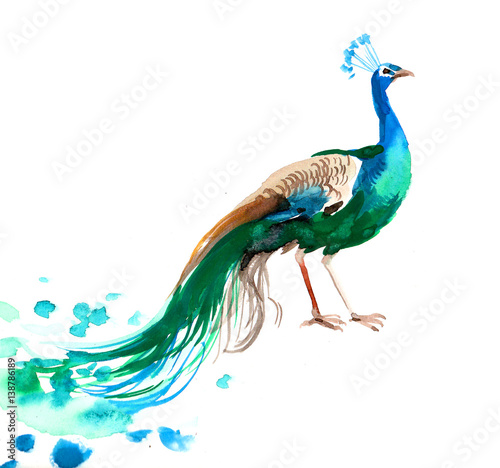 Watercolor sketch of a peacock