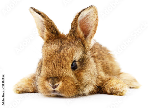 lapin-brun-