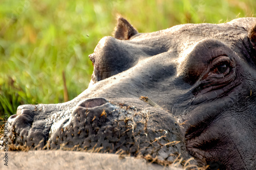 Obraz na płótnie Portrait hippopotamus