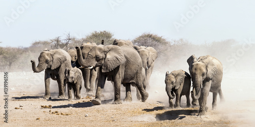 Obraz na płótnie Elephant herd on the run in Etosha national park savannah, Namibia.