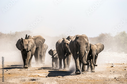 Obraz na płótnie A herd of elephants approaches a waterhole in Etosha national park. Northrtn Namibia, Africa.