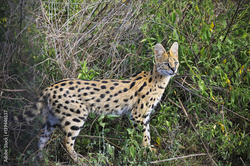 Poster The serval cat lives in the greasslands and marshes of Tanzania