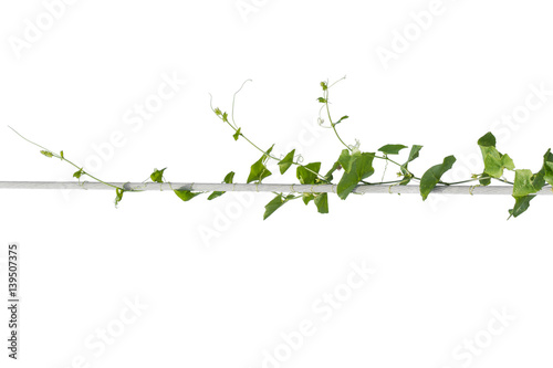  vine plants isolate on white background