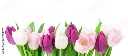 Lacobel Colorful tulips