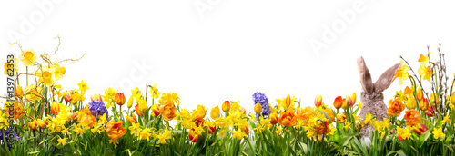 Ostern - Panorama - Wiese mit Blumen und Osterhase