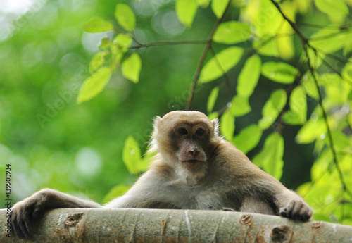 behaviors of monkey in the nature, wild macaques