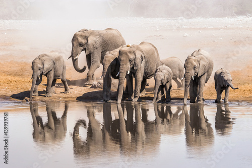 Obraz na płótnie Family of African elephants drinking at a waterhole in Etosha national park. Namibia, Africa.