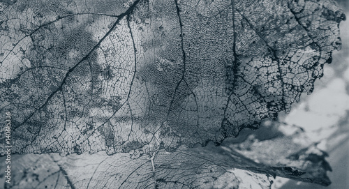 Fototapeta Tile, texture of leaves