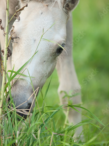 Poster portrait of welsh pony foal at pasture. close up
