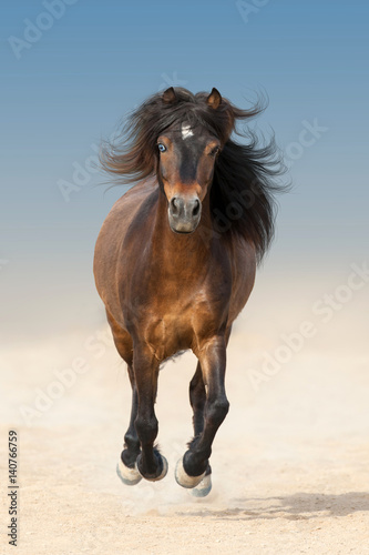 Poster Bay beautiful pony with long mane run fast in dust