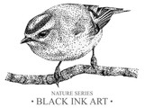 Illustration with bird goldcrest drawn by hand with black ink. Graphic drawing, pointillism technique. Floral element for design.