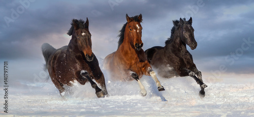 Obraz na płótnie Horse herd run gallop in snow winter field against beautiful sky