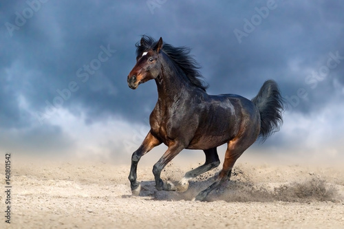 Obraz na płótnie Beautiful bay horse run gallop in sandy field against dark blue sky