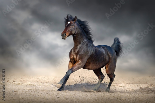 Obraz na płótnie Beautiful bay horse run gallop in sandy field against dark sky