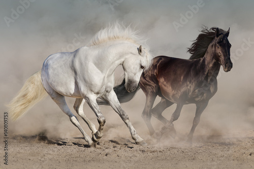 Obraz na płótnie White and black horses run gallop in dust