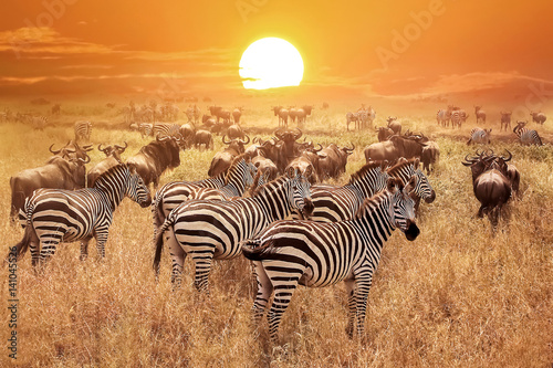 Poster Zebra at sunset in the Serengeti National Park. Africa. Tanzania.