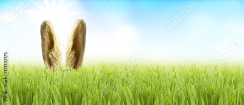 Osterhase im Gras