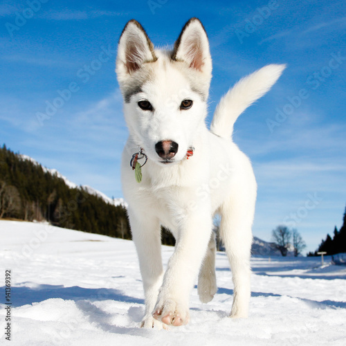 young husky
