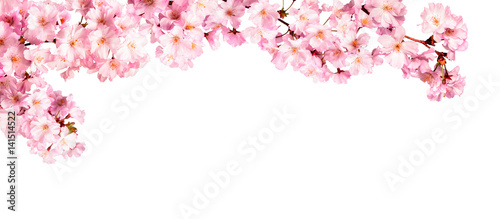 Fototapeta Rosa Kirschblüten vor weißem Hintergrund
