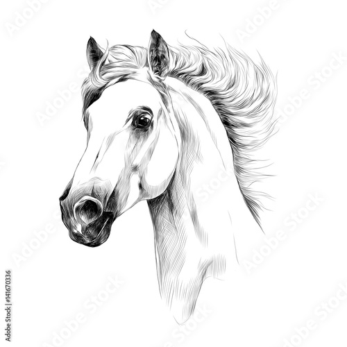 grafika-wektorowa-szkic-glowy-konia-profil