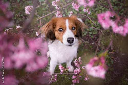 chien-de-fleur