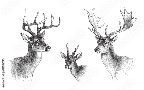 Fototapeta left Common or Virginian Deer (Cervus virginianus), middle Common muntjac (Cervulus Muntjac), right Fallow Deer (Dama vulgaris) / vintage illustration