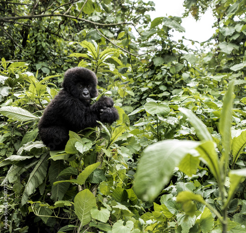 Poster Young mountain gorilla in the Virunga National Park, Africa, DRC, Central Africa