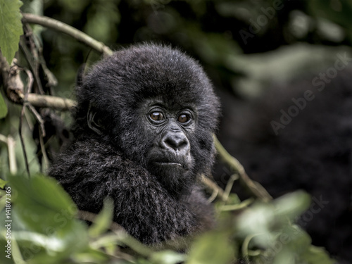 Poster Young mountain gorilla in the Virunga National Park, Africa, DRC, Central Africa