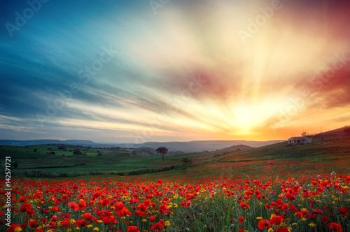 Campo di papaveri al tramonto 