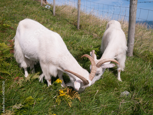 Poster A pair of white irish goats with large horns, grazing in field