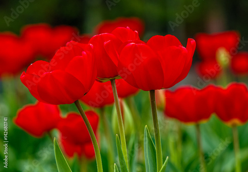 red-tulips-with-dew-drops-on-green-blurred-background-of-spring-garden