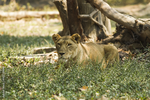 Poster With a similar environment to Africa, Thailand easily become a new home for this lion family with only little change in their habitats