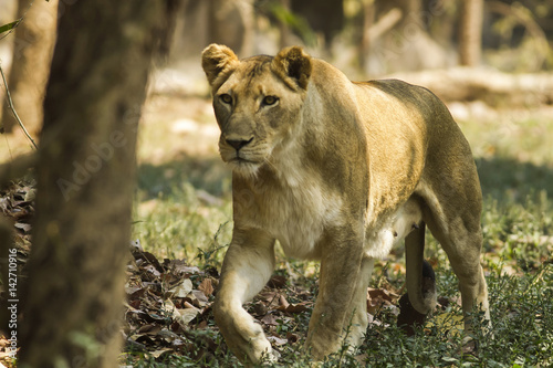 Poster With a similar environment to Africa, Thailand easily become a new home for this lion family with only little change in their habitats