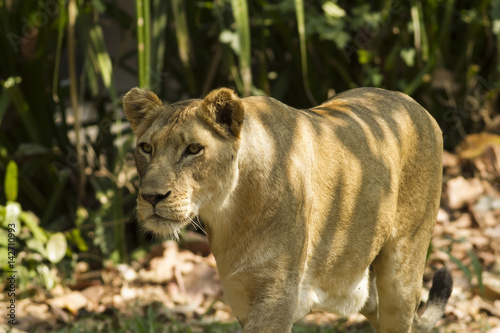 Stampa su Tela With a similar environment to Africa, Thailand easily become a new home for this lion family with only little change in their habitats