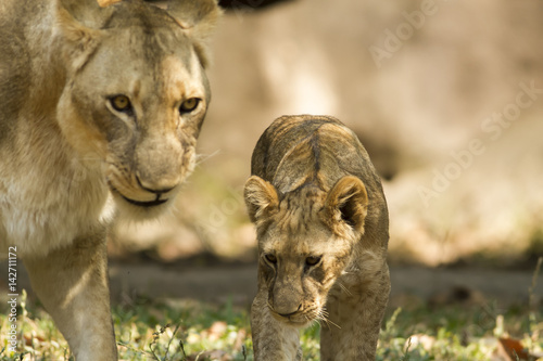 Poster With a similar environment to Africa, Thailand easily become a new home for this lion family with only little change in their habitats